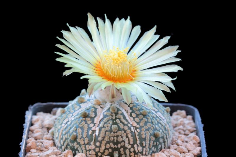 Astrophytum asterias cv. super kabuto 