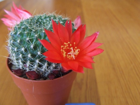 Rebutia fiebrigii 