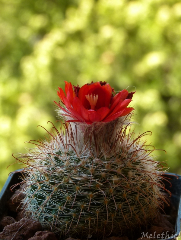 Parodia sanguiniflora 