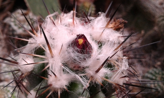 Copiapoa esmeraldana 