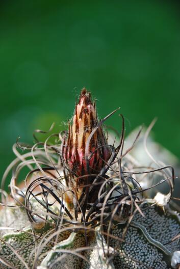 Astrophytum capricorne 