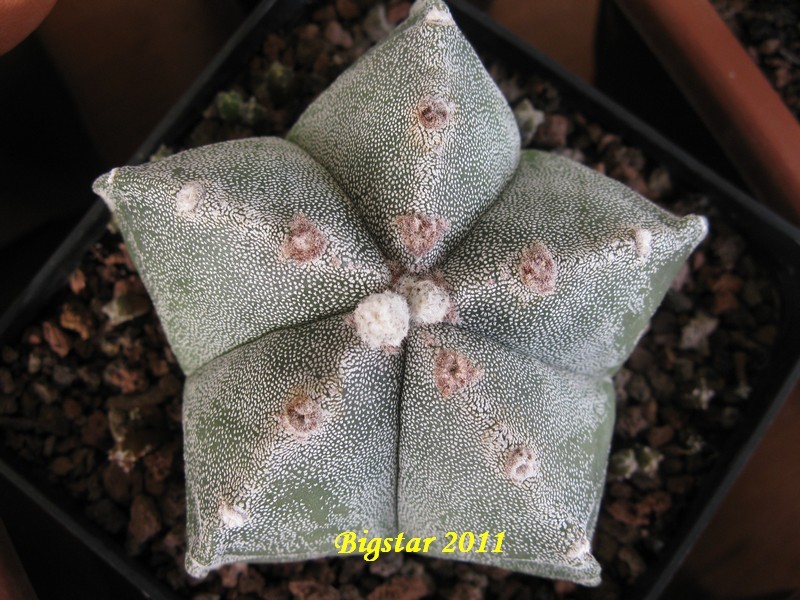 Astrophytum myriostigma cv. hakuun 