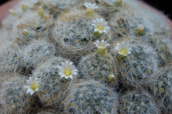 Mammillaria glassii 