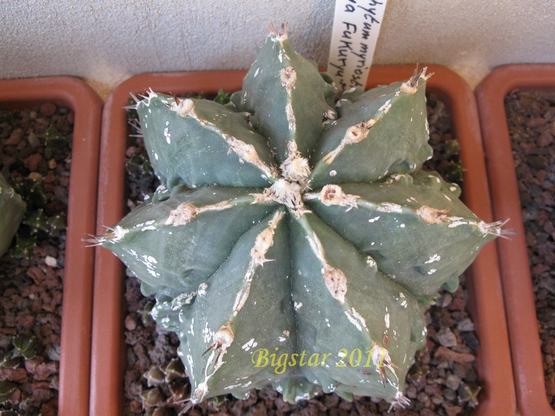 astrophytum ornatum cv. hannya fukuryu