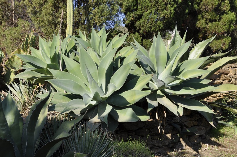 Agave attenuata 