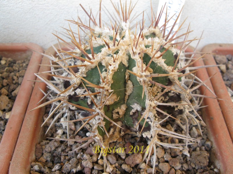 Astrophytum ornatum cv. hannya fukuryu dinosaur 