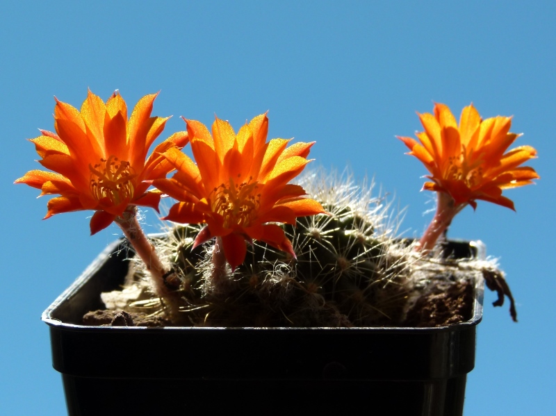 Rebutia flavistyla 