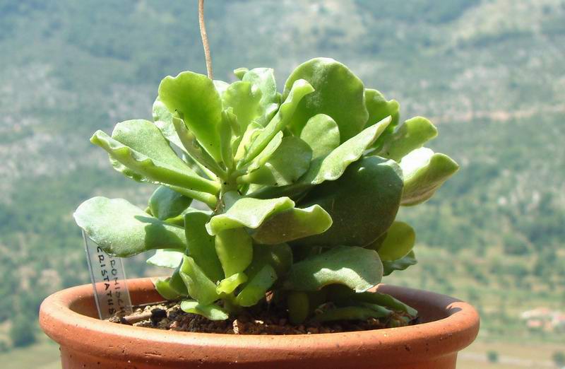 adromischus cristatus v. zeyheri