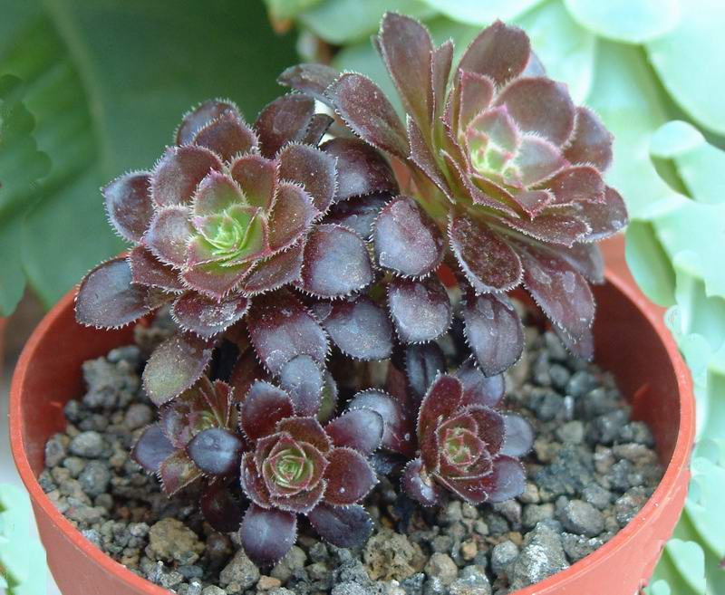 Aeonium arboreum v. atropurpureum 