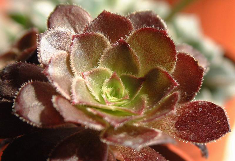 Aeonium arboreum v. atropurpureum 