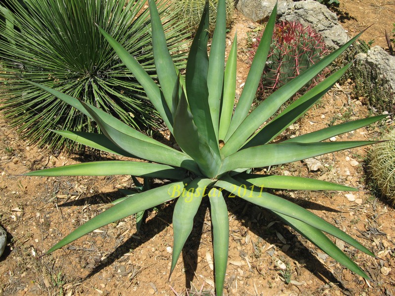 agave aktites