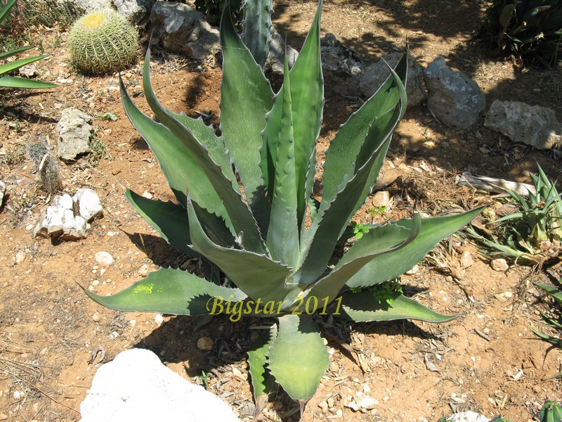 Agave ferox 