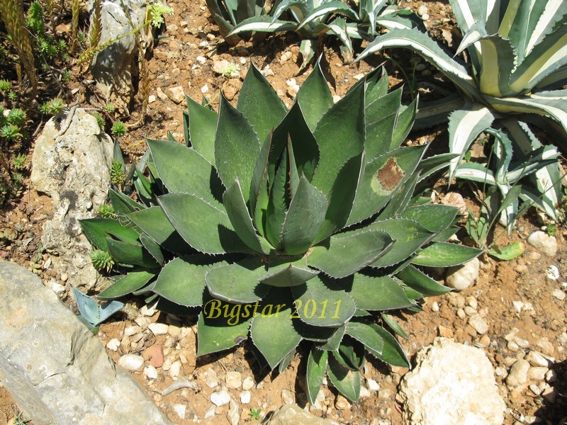 Agave ghiesbreghtii 