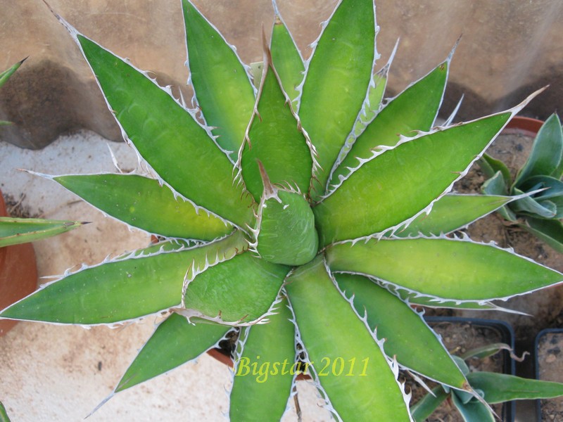 Agave horrida ssp. perotensis 