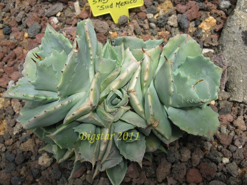 Agave isthmensis cv. shoji-raijin 