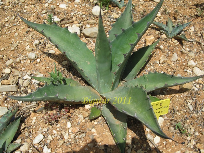 Agave macroculmis 