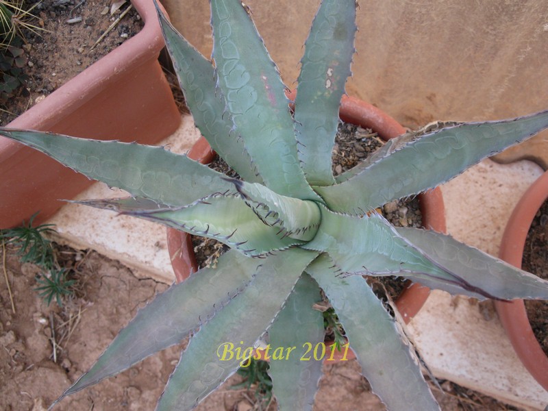 Agave parryi f. mogollon 