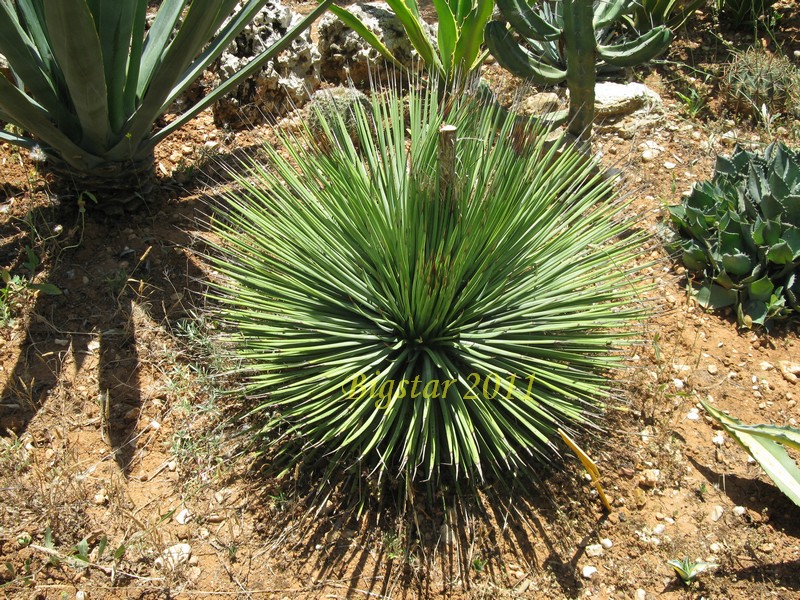 Agave stricta v. echinoides 