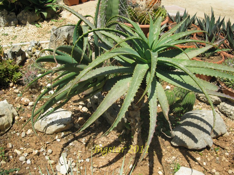 Aloe arborescens 