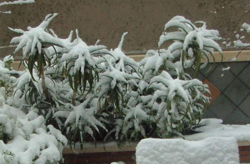 Aloe arborescens 