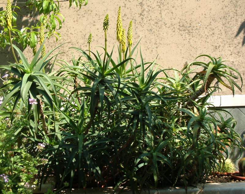 Aloe arborescens 