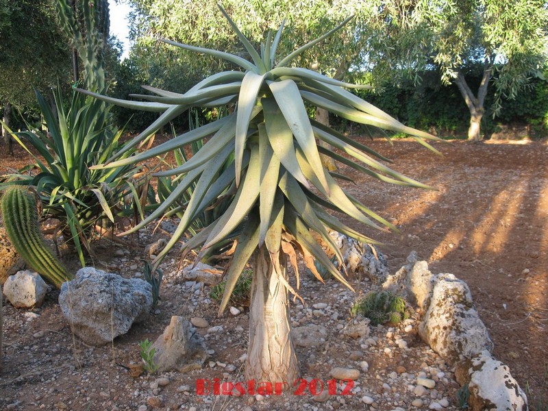 Aloe dichotoma 