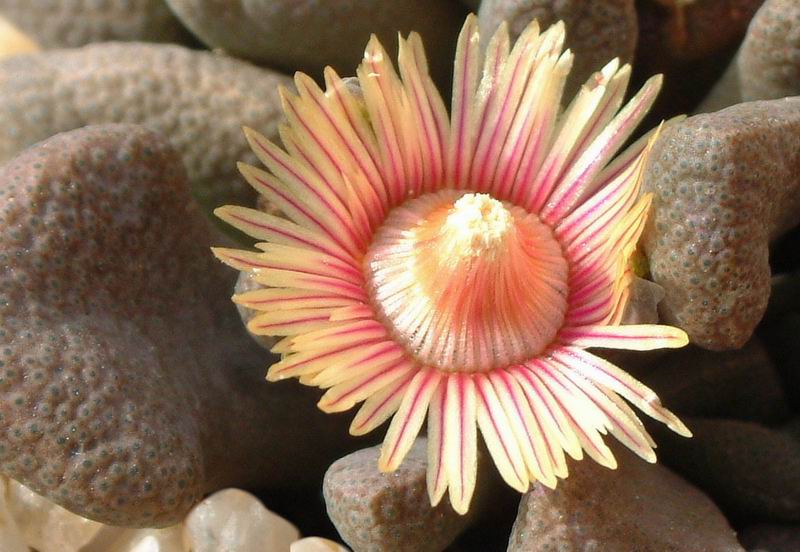 Aloinopsis rosulata 