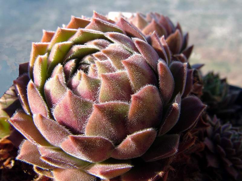 Sempervivum cv. 'apple blossom' 