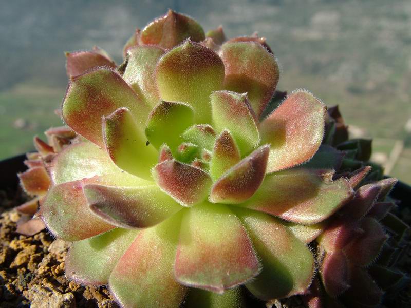 Sempervivum cv. 'apple blossom' 