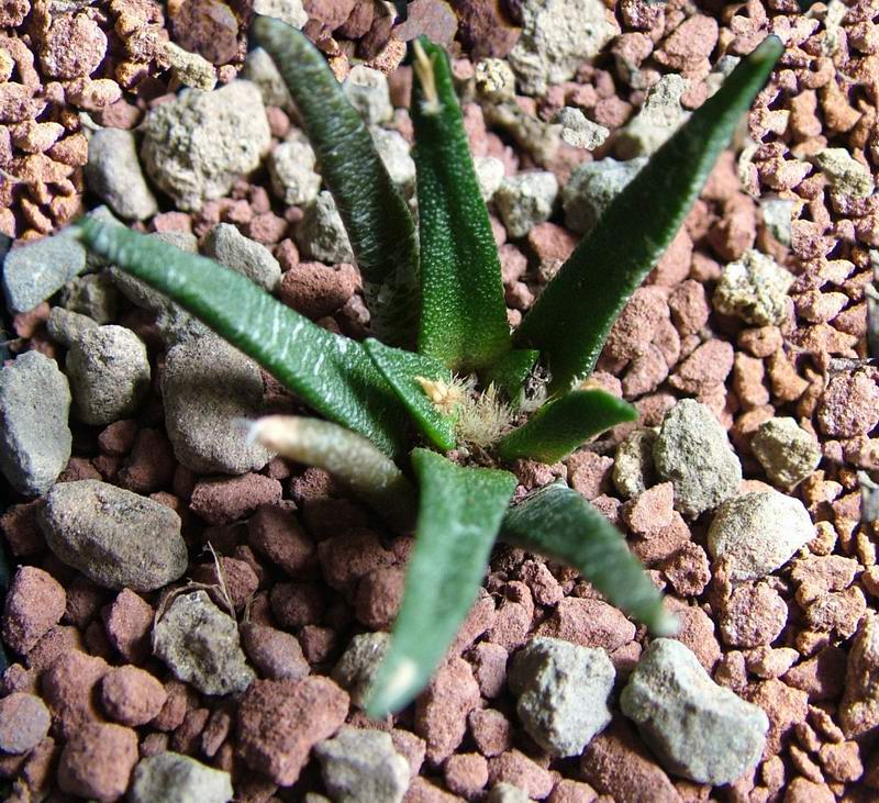 Ariocarpus agavoides 