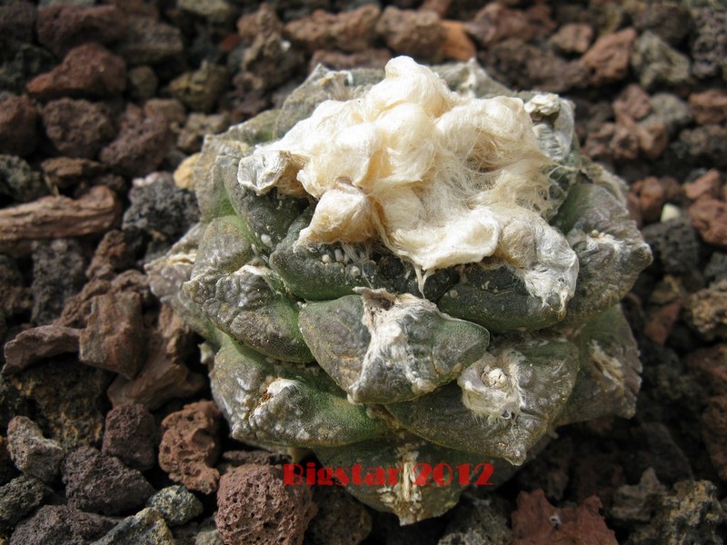 Ariocarpus fissuratus 