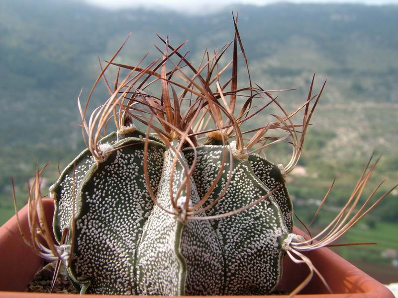 Astrophytum capricorne 