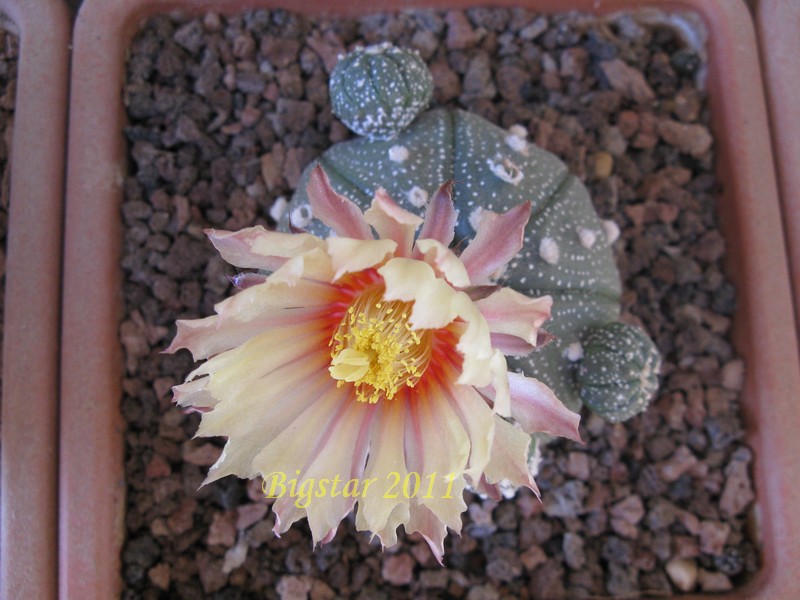 Astrophytum asterias 