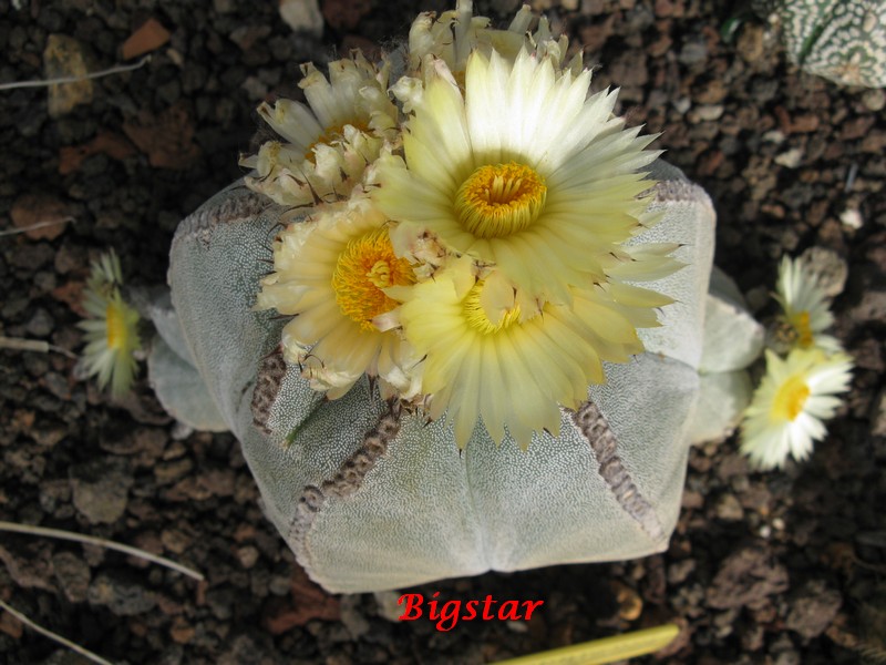 Astrophytum myriostigma 