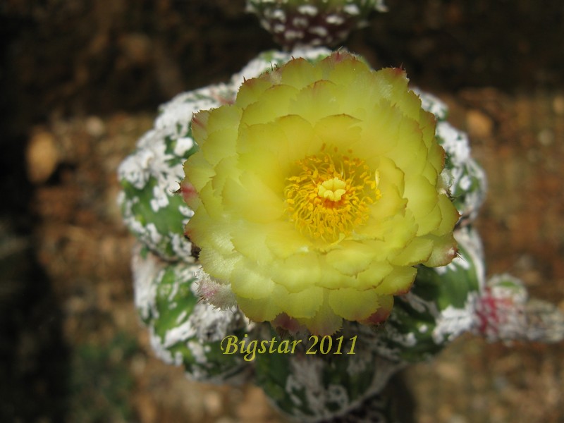 astrophytum myriostigma cv. fukuryu hanya haku-jo red