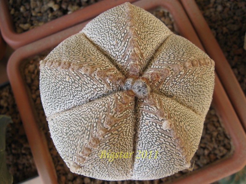 Astrophytum myriostigma cv. onzuka 