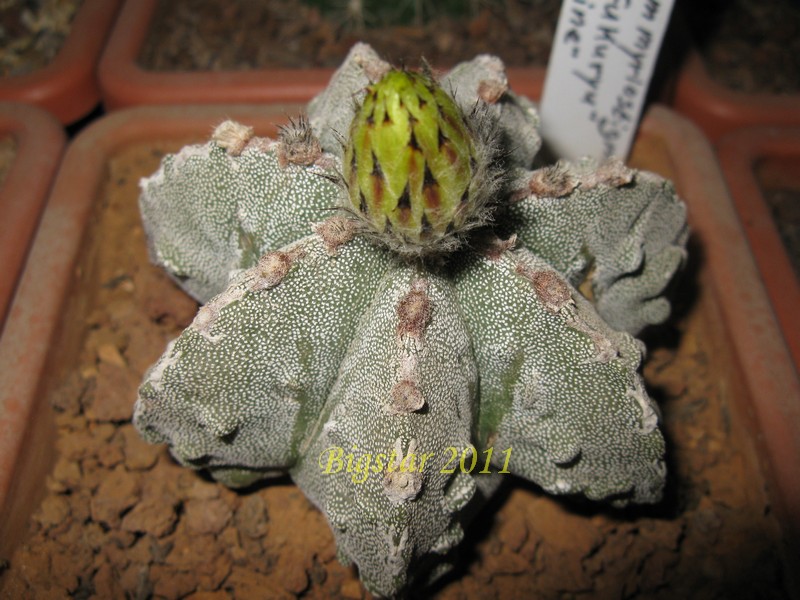 Astrophytum myriostigma f. multicostatum cv. fukuryu 