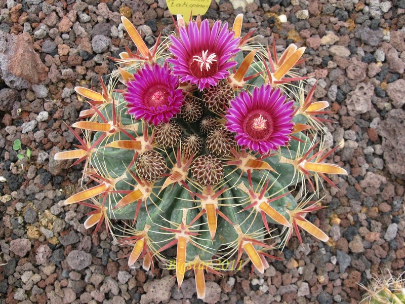 Ferocactus latispinus 