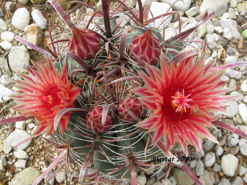 Ferocactus peninsulae ssp. townsendianus 