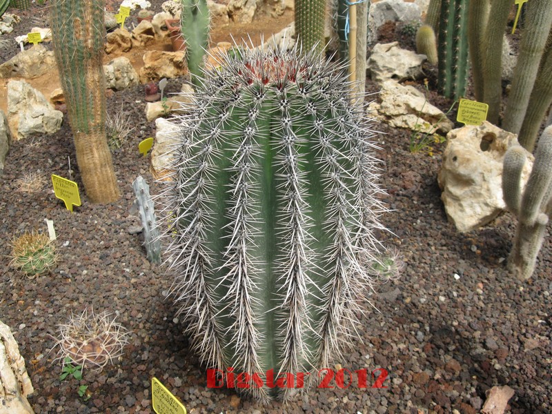 Carnegiea gigantea 