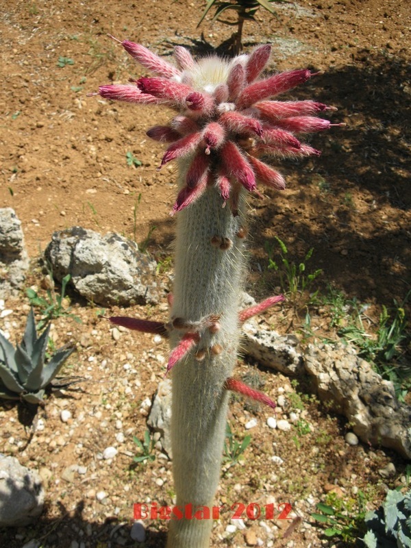 Cleistocactus strausii 