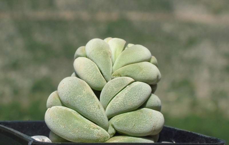 Crassula alstonii 