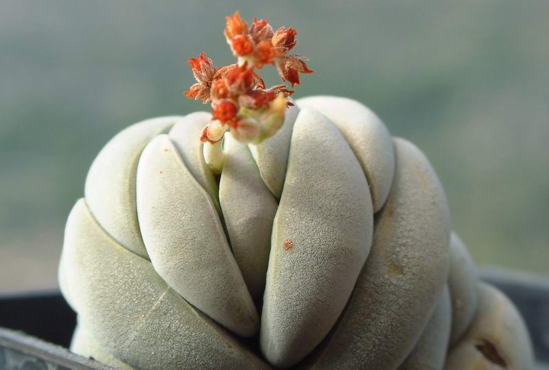 Crassula alstonii 