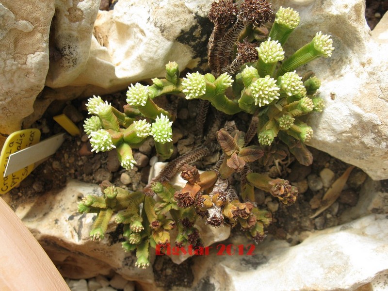 Crassula pyramidalis 