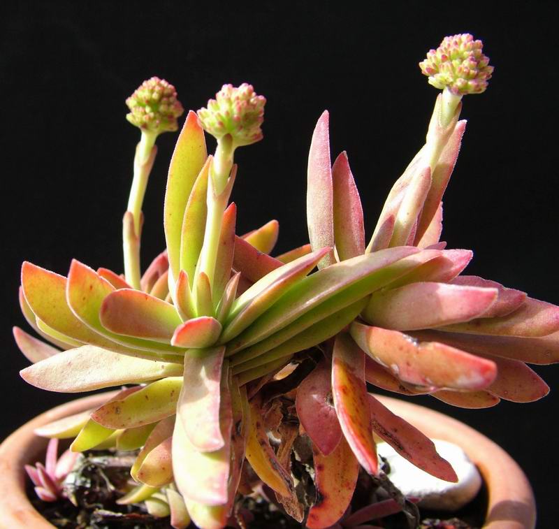 crassula pubescens
