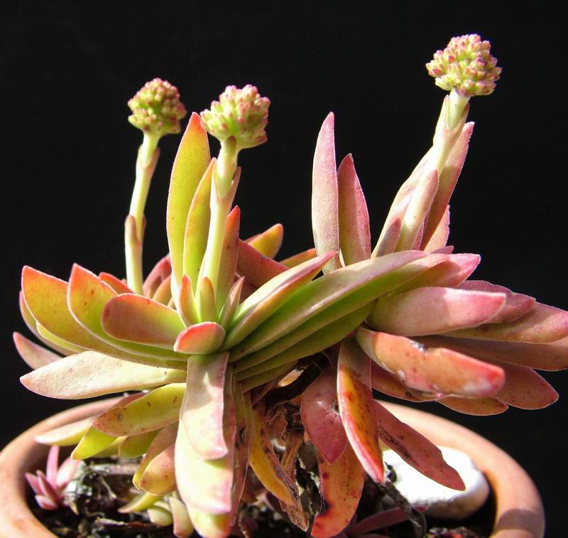 Crassula pubescens 