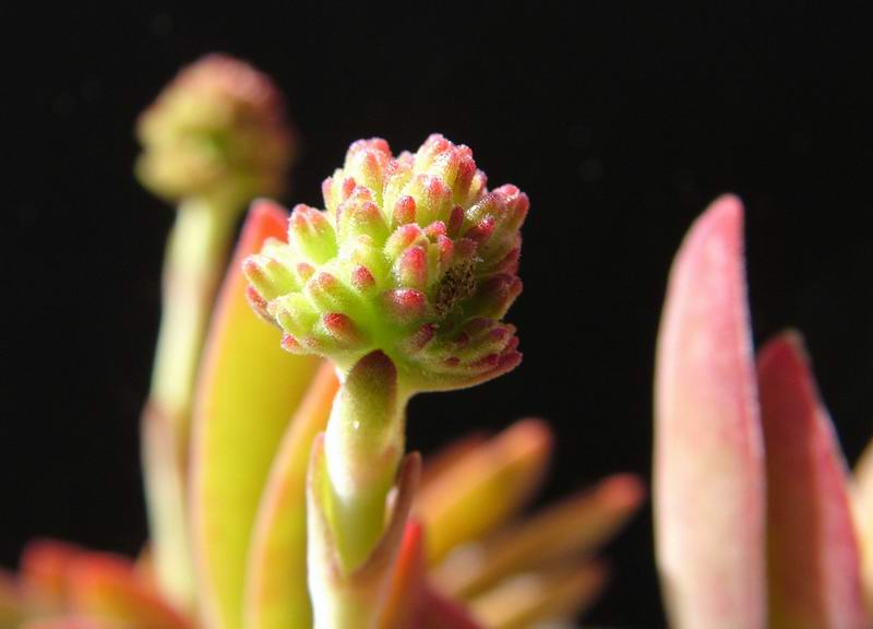 Crassula pubescens 