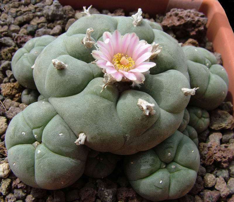 Lophophora williamsii 