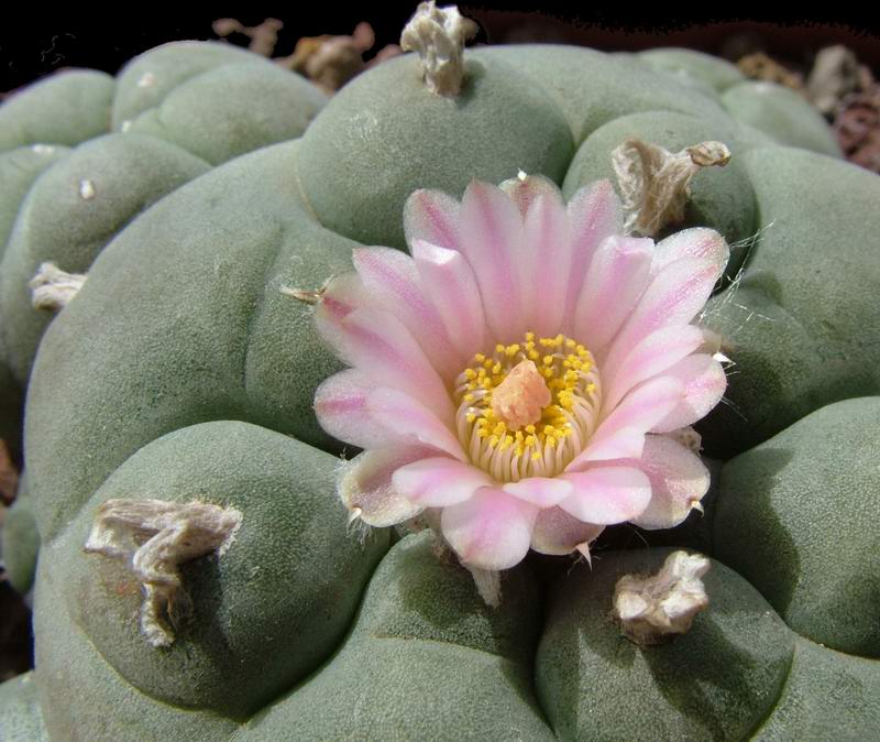 Lophophora williamsii 