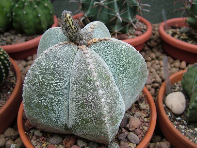 Astrophytum myriostigma 